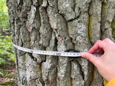 Continuation of the study measuring oaks in Vessers Udde