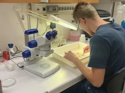 Exploring beetle diversity with the help of pheromones in Swedish oak forests