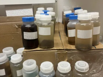 Exploring beetle diversity with the help of pheromones in Swedish oak forests