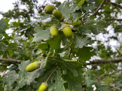 Green acorns hang from oak tree branches with lobed leaves against a blurred sky