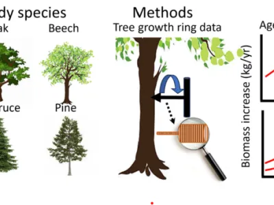 Swedish forestry study showing five tree species, tree ring sampling method, and four graphs displaying biomass increase ver…