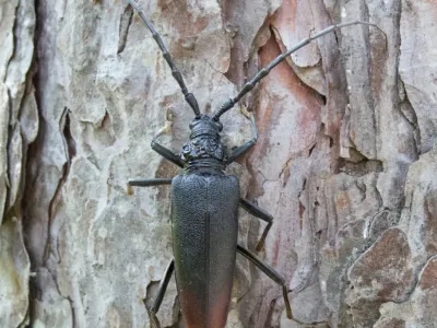 Dark beetle with long antennae on textured tree bark