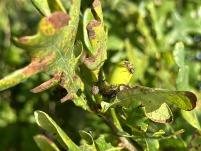 Bee pollinating a yellow flower on a green stem with brown spots and seed pods