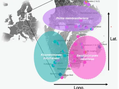 Map of Scandinavia showing three colored zones indicating distribution of yeast species across latitude and longitude coordi…