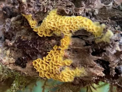 Exploring fungal biodiversity in oak forests
