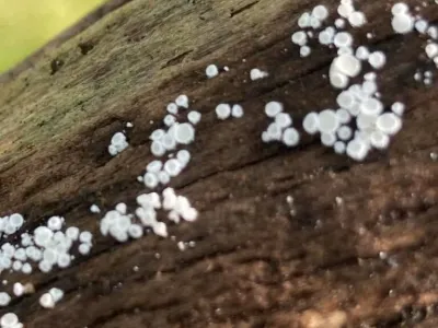 White spherical clusters on weathered brown wood against a blurred green background