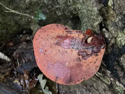 Exploring fungal biodiversity in oak forests