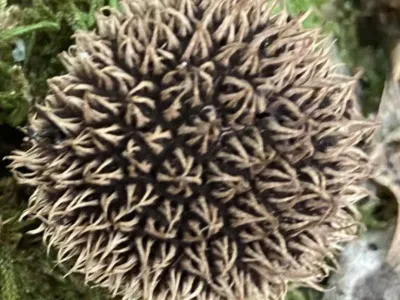 Exploring fungal biodiversity in oak forests