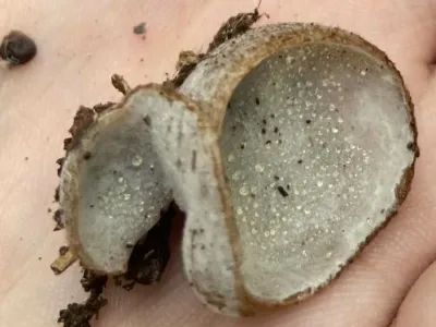 Exploring fungal biodiversity in oak forests