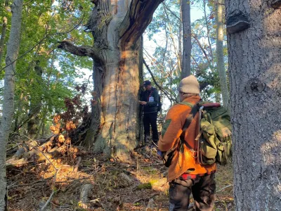 Two hikers in orange safety gear examine a large hollow tree trunk in a forest during autumn