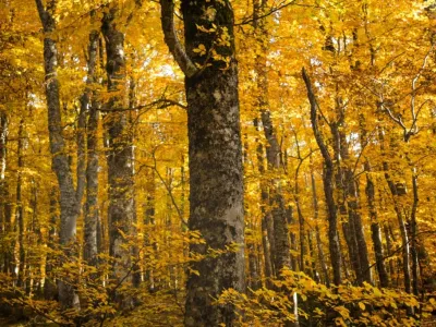 Dense forest of tall trees with golden-yellow autumn foliage and dark trunks