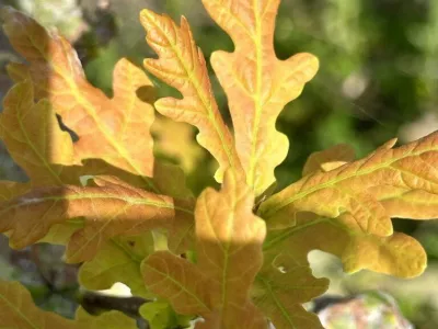 Ancient oaks endure for centuries but show slower growth under changing climate