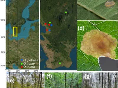 Figure from: Biodiversity impacts of native versus non-native oaks